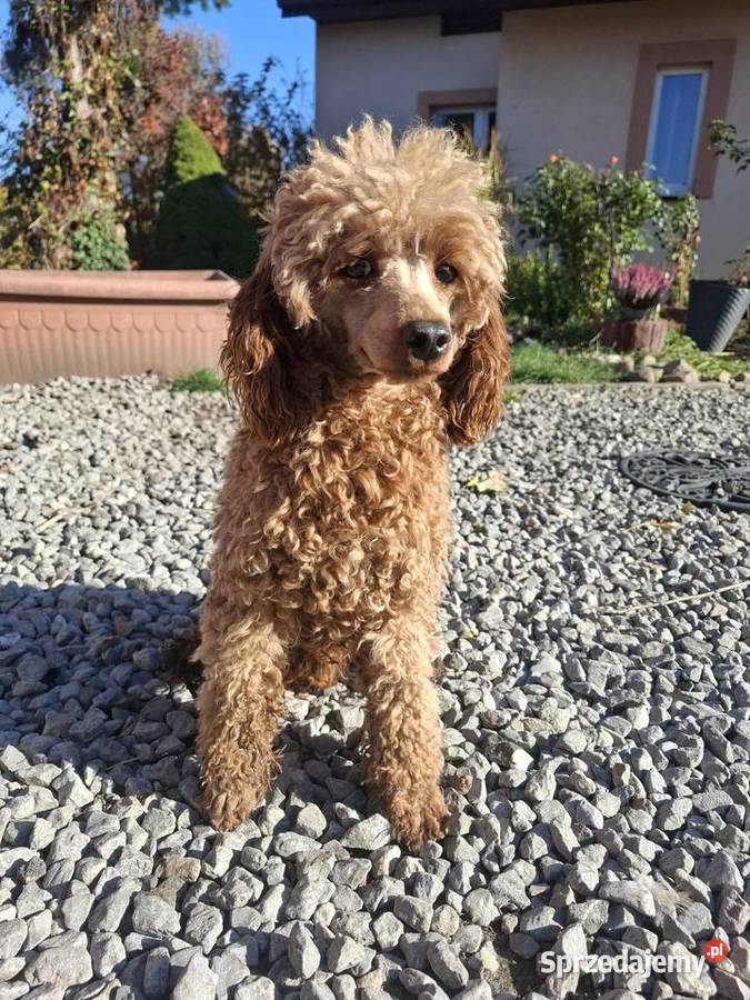 Reproduktor pudel miniaturowy red Rzeszów sprzedam