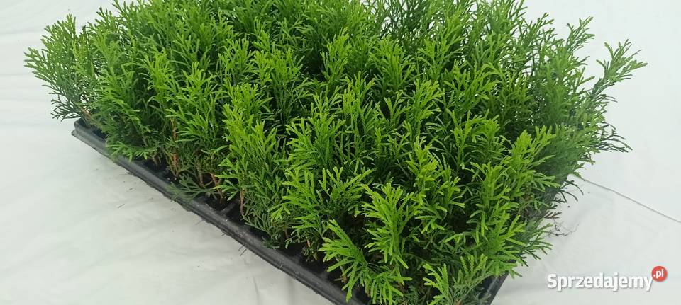 Sadzonki tuja szmaragdy Śliwice