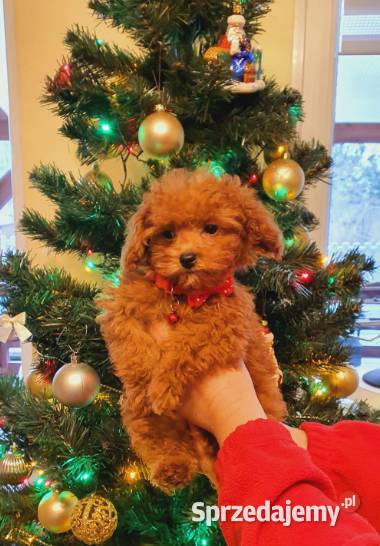 Pudel malutki pudelek Toy red ZHPRUCI Częstochowa