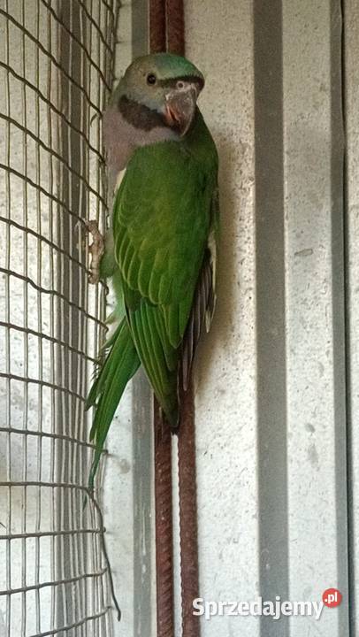 Alekandretty Chińskie śląskie