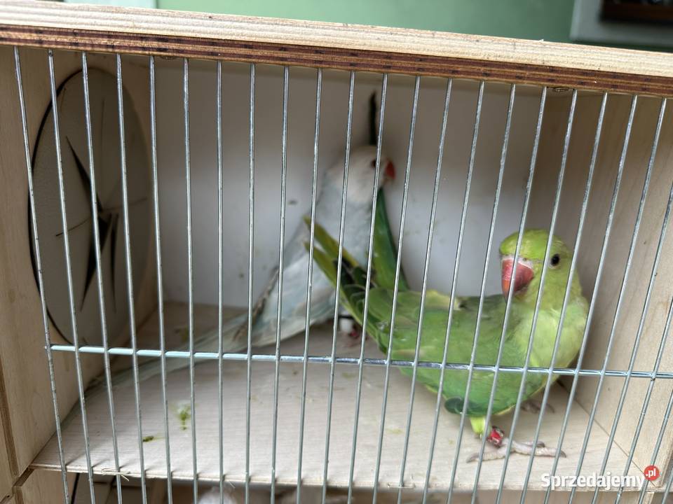 Aleksandretty obrożne Żory