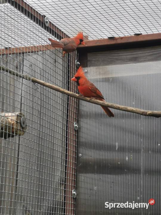 Kardynał czerwony samce Ptaki Rypin