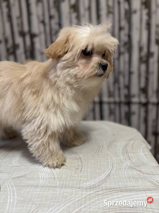 Malitpoo uroczy piesek szczeniaczek szuka Łuków