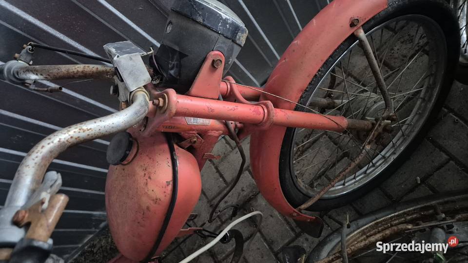 Komar zarejestrowany Hryniewicze