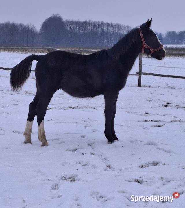 Sprzedam ogierka Jabłoń