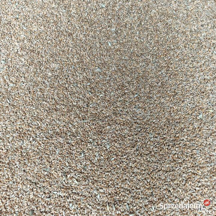 Pszenica ozima pszenżyto Radom