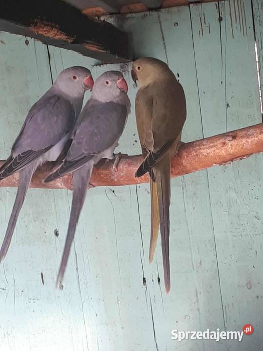 Aleksandretty obrożne różne mutacje