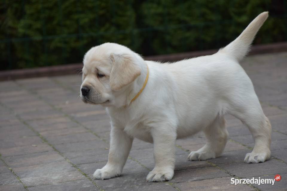 Szczenięta Labrador Retriever ZKwp FCI sprzedam