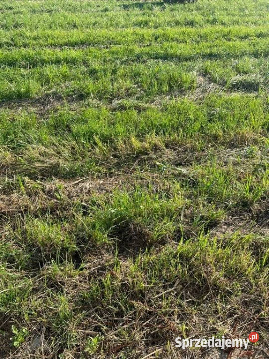 sprzedaży działki Rozewie 2000m2 Sprzedaż