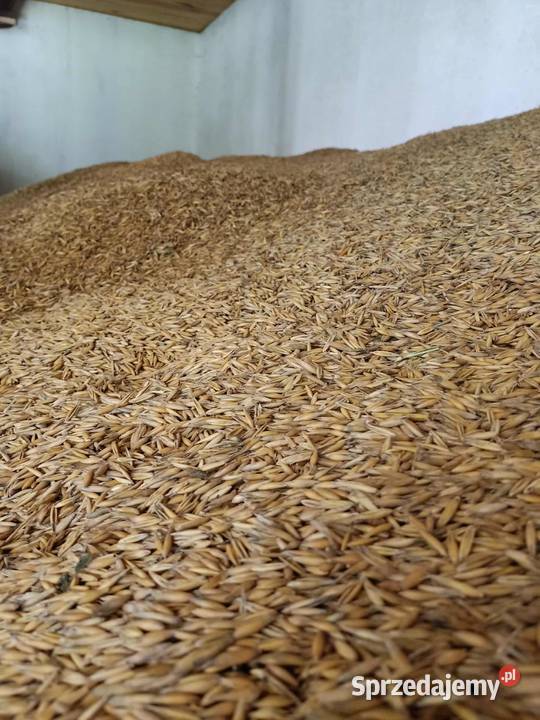 Owies 2025 Dynowa Łubno