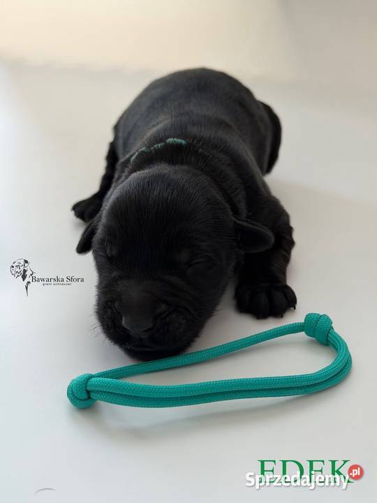 Sznaucer olbrzym Czarny Dobczyn sprzedam