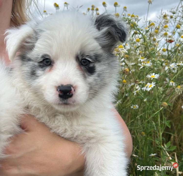 Border collie piesek wielkopolskie Łobżenica
