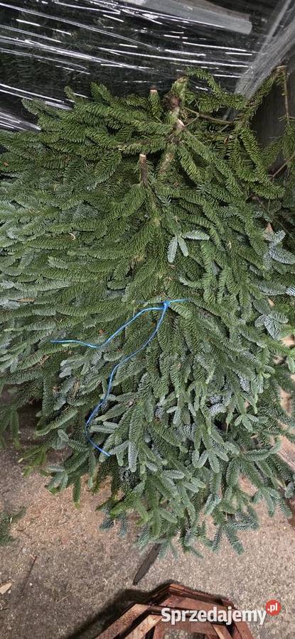 Gałęzie bunty nobilisa kaukaza nordman choinka Kielce