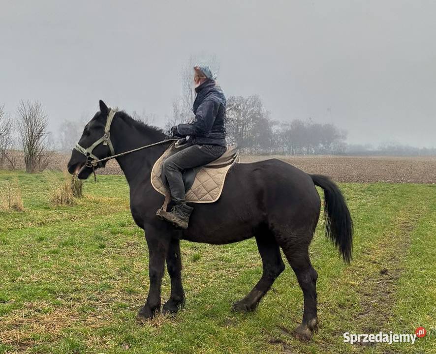Sprzedam klacz źrebrną