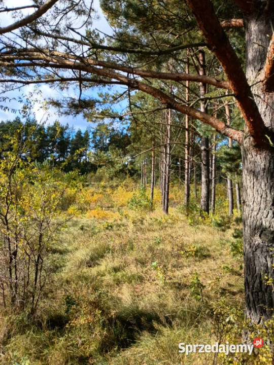 DZIAŁKA INWESTYCYJNA DĄBRÓWKA GMINA LUZINO pomorskie Dąbrówka