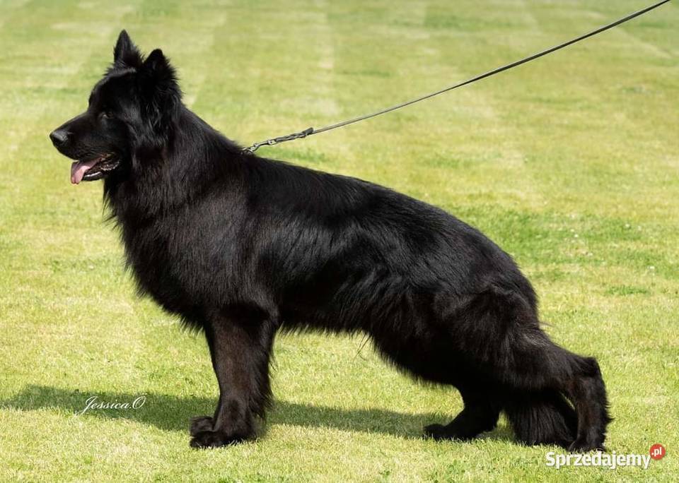 Owczarek niemiecki długowłosy ZKwP FCI z pełną dolnośląskie Ozorzyce