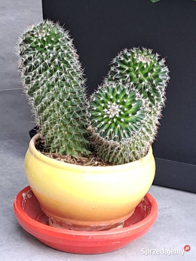 Kaktus 14 i 12 kwitnie na różowo Wrocław