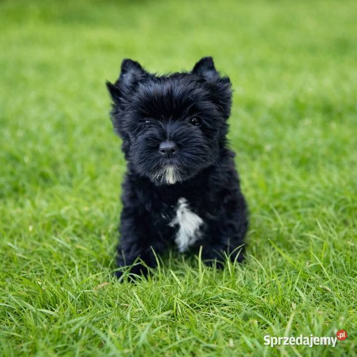 Czarny York Napoleon z Bajki Elita Mega Cudny Namysłów