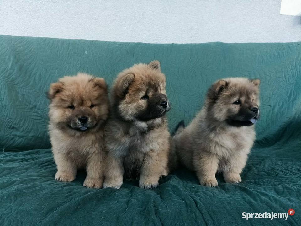 Wzorcowe Chow Chow doskonała budowa rodzice FCI Krapkowice sprzedam