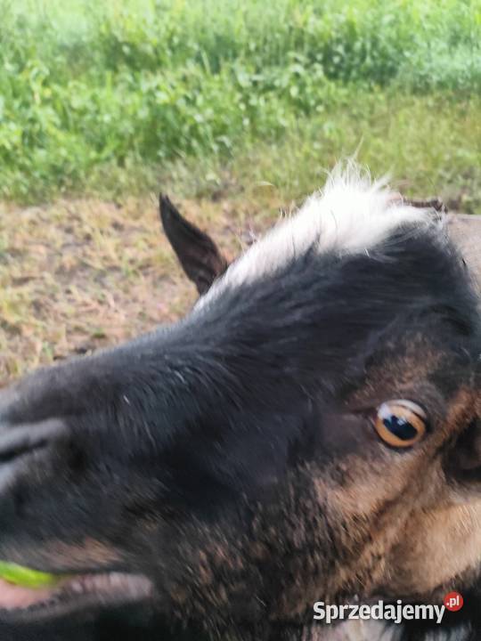 Koziołek cap miniatura Folsztyn