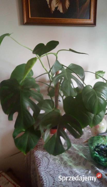 Kwiaty doniczkowe Monstera Deliciosa 03 Warszawa