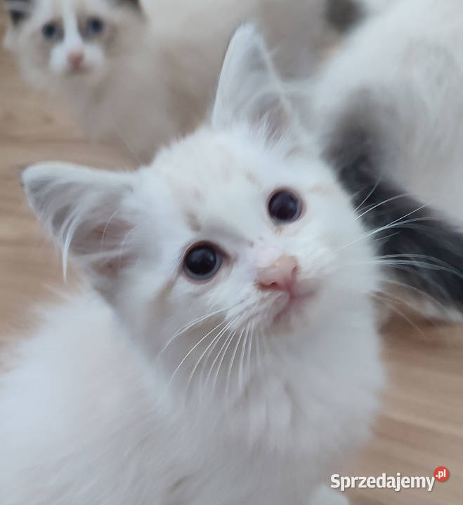 Zefir Dumka cudowne kocięta neva masquerade Warszawa