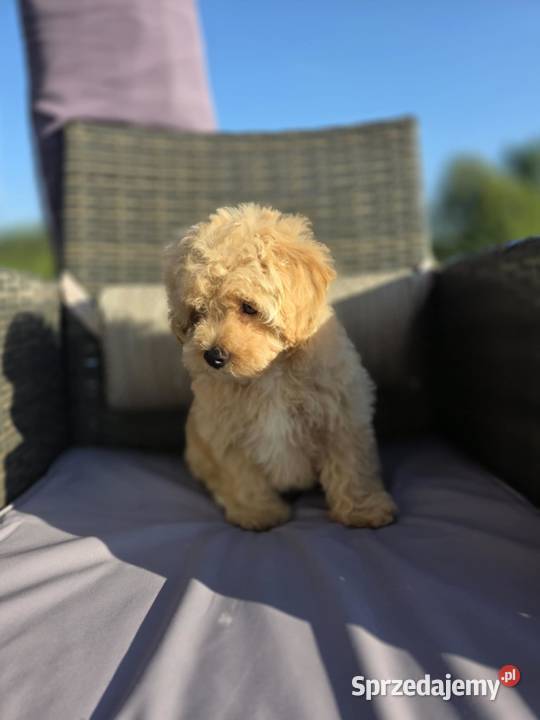 Maltipoo F1 ostatni chlopczyk wielkopolskie Świeca