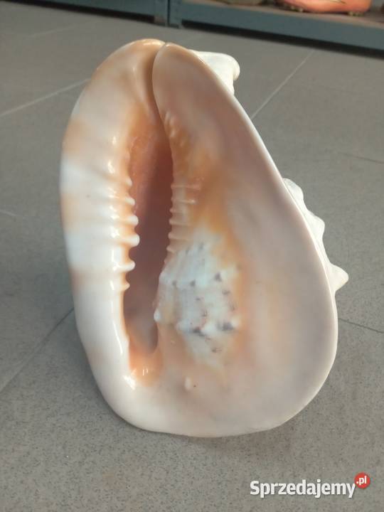 Muszla morska duża beżowy Gdańsk