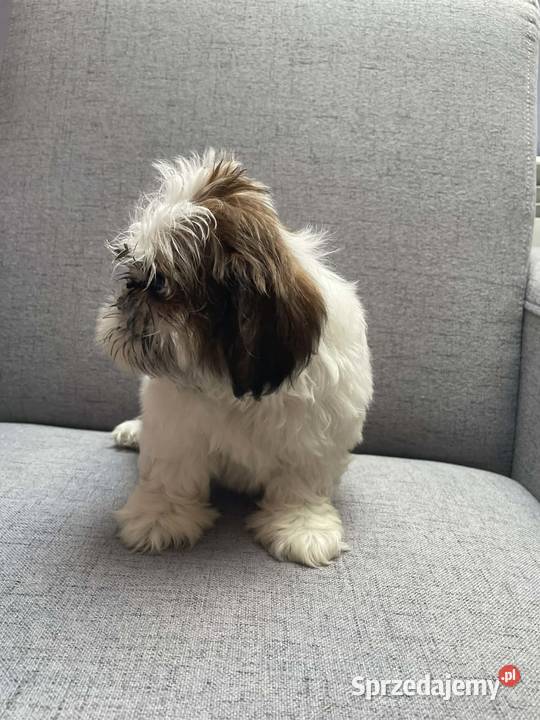 Shih tzu małopolskie Kęty sprzedam