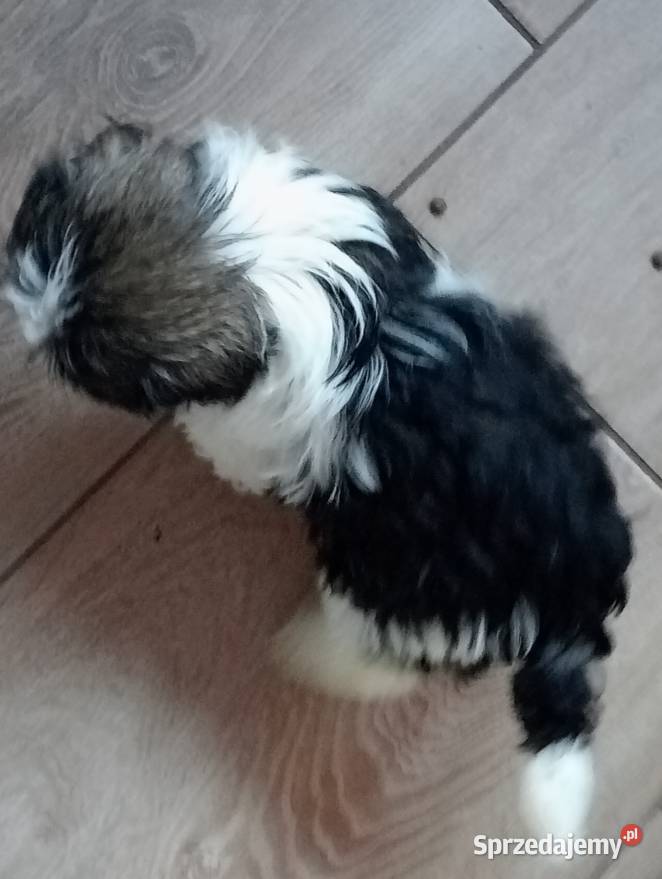 Shih TZU śliczna suczka trikolor Gruszczyn