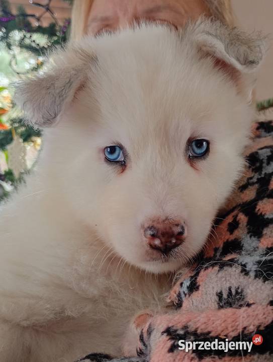 Szczeniaki Lajka Jakucka Smyków