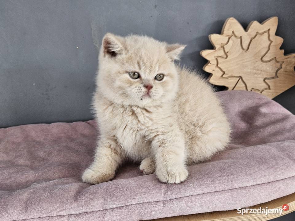 KOCIĘTA BRYTYJSKIE HODOWLA RODOWODY FPL Sarbinowo