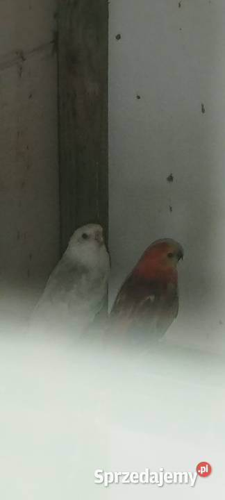 Świergotki Wolbórz