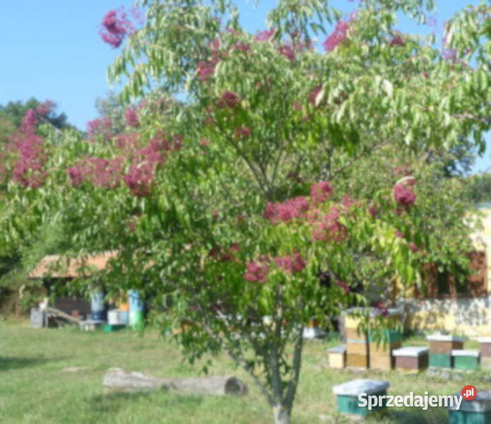 EWODIA CHIŃSKA Evodia hupehensis NASIONA 2000