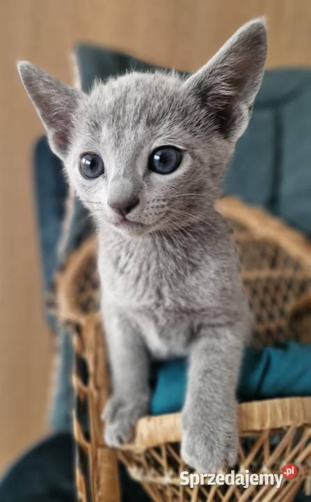 Kot rosyjski niebieski małopolskie Kraków