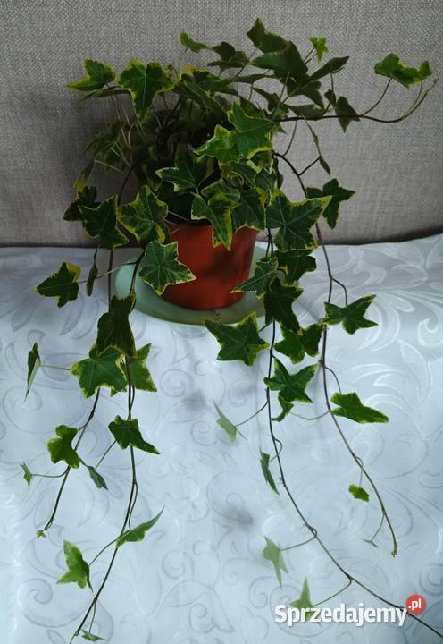 Roślina doniczkowa bluszcz Hedera Helix Łódź