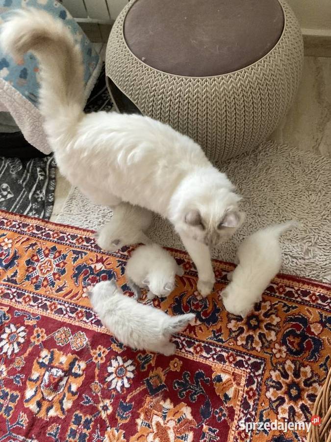 Kocięta rasy ragdoll śląskie Świerklaniec sprzedam