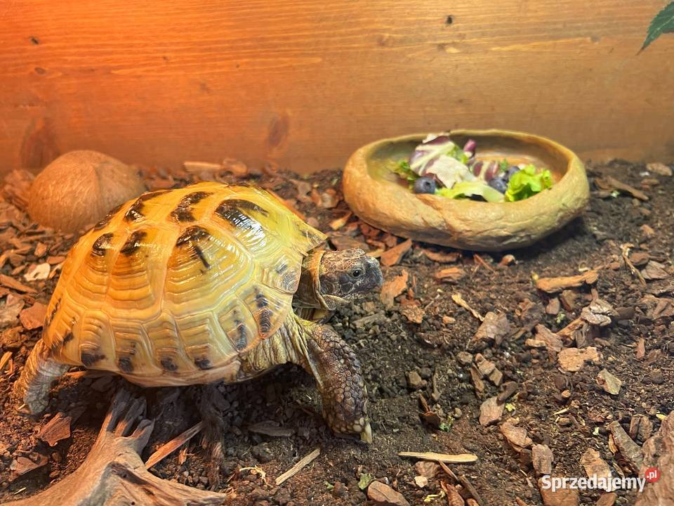 Żółw stepowy z certyfikatem i terrarium Bydgoszcz