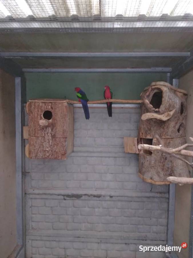 Szkarłatka żółtoskrzydła samiec Konury słoneczne Prusinowo