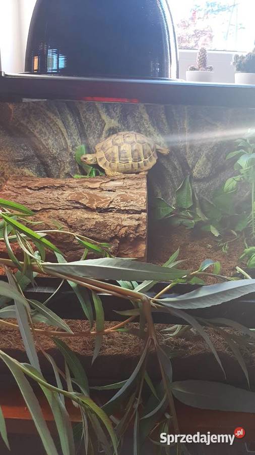 żłów lądowy grecki plus wyposażone terrarium Minikowo
