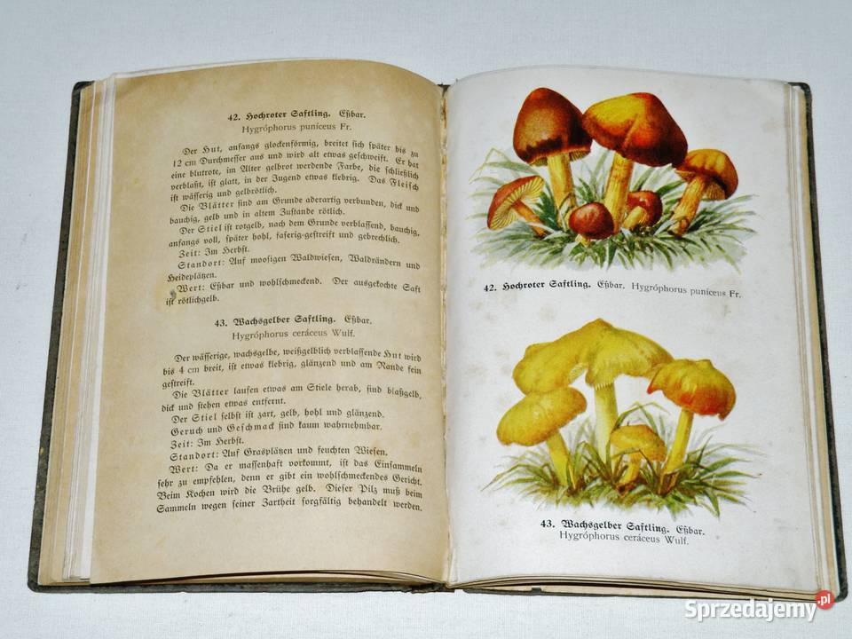 Fhrer fr Pilzfreunde E Michael Tom 1 Wyd B Bydgoszcz