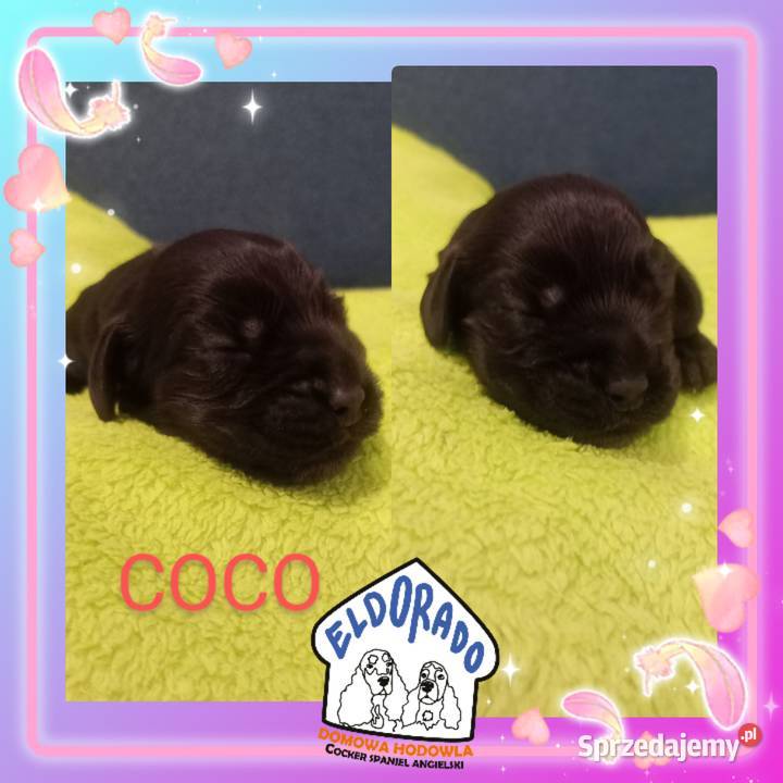 Cocker spaniel angielski Krzyżanów