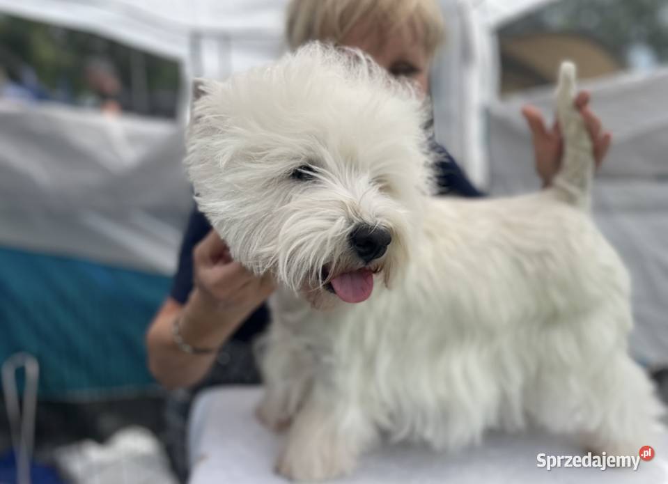 West Highland White Terrier szczenięta ZKwP a i Łódź