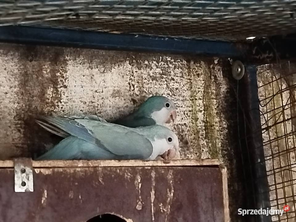 Barabandy mnichy rozelle likwidacja wielkopolskie Gostyń