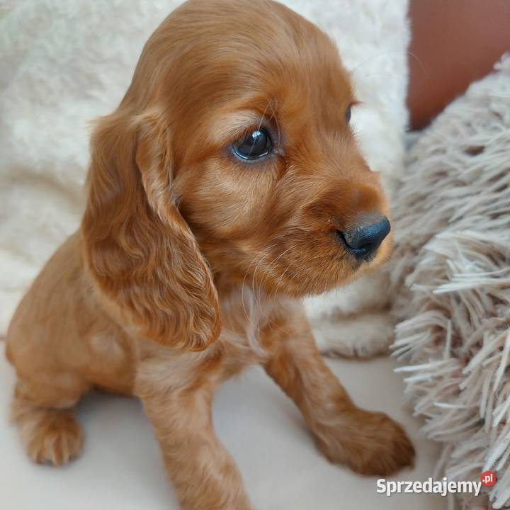 Cocker spaniel angielski złota suczka