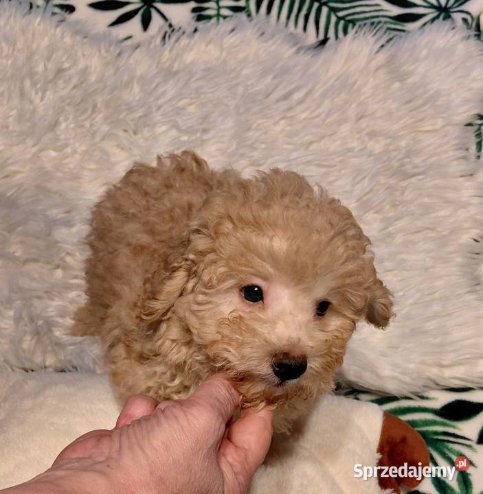 Pudel toy morelowy Wyszków