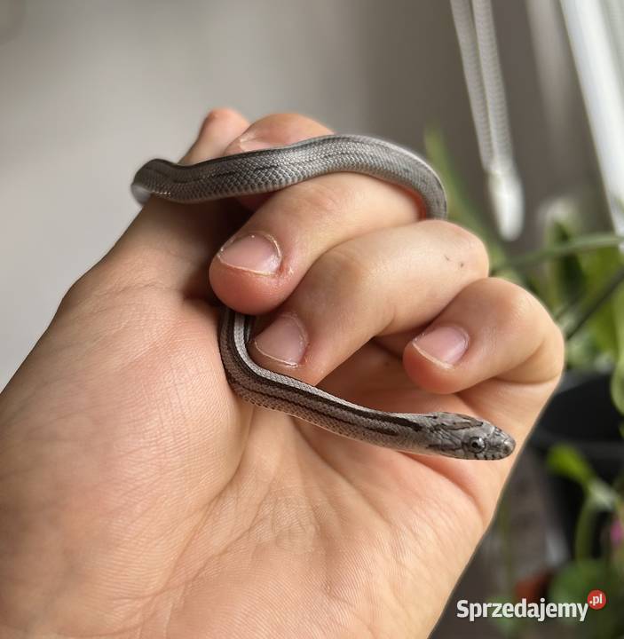 Wąż Zbożowy WZ472025 Samica Anery Stripe wielkopolskie