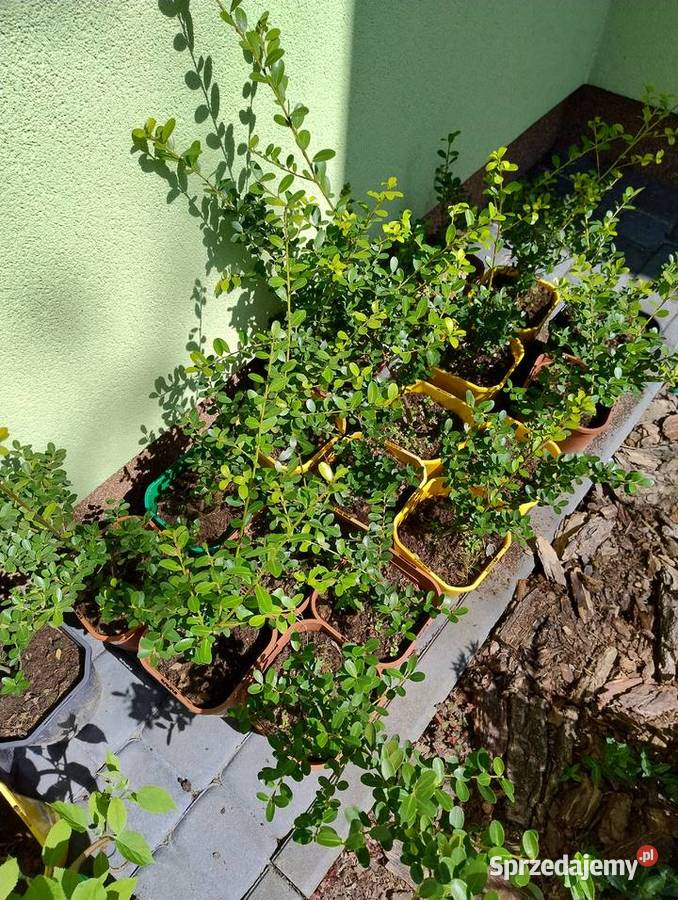 Krzewy wieloletnie do ogrodu nadwyżki podkarpackie Nisko