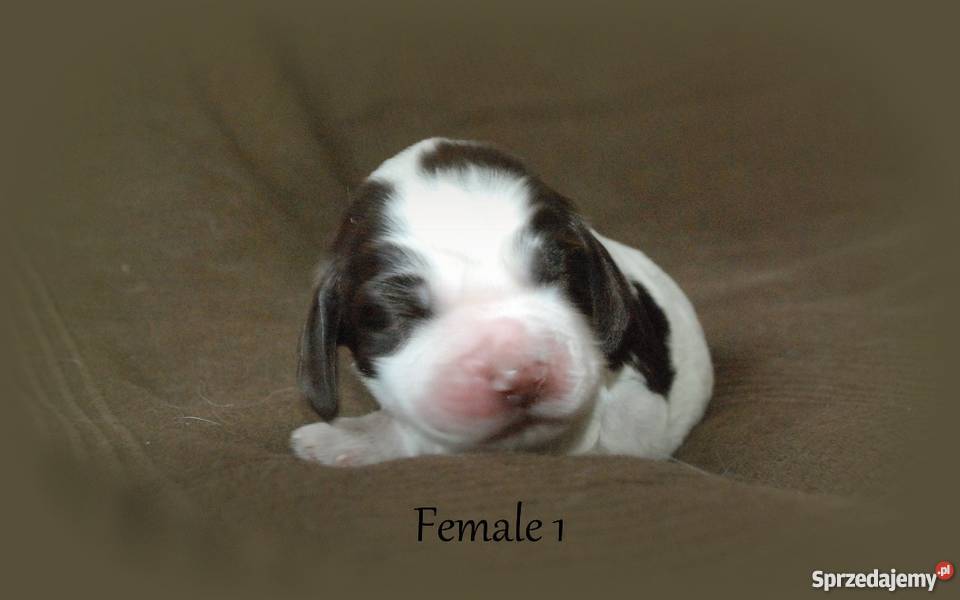 Szczenięta Springer Spaniel Angielski ZKwP Golina sprzedam