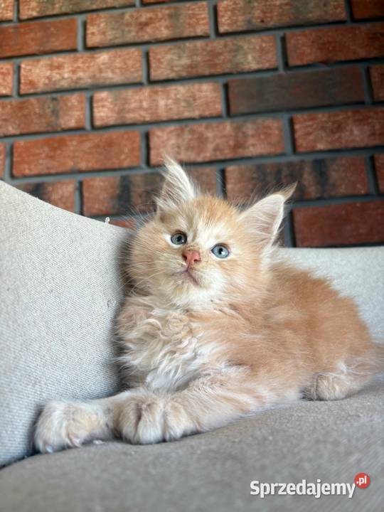 Maine Coon Ozzy Szembruk sprzedam